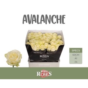 ROSA GR 'AVALANCHE'