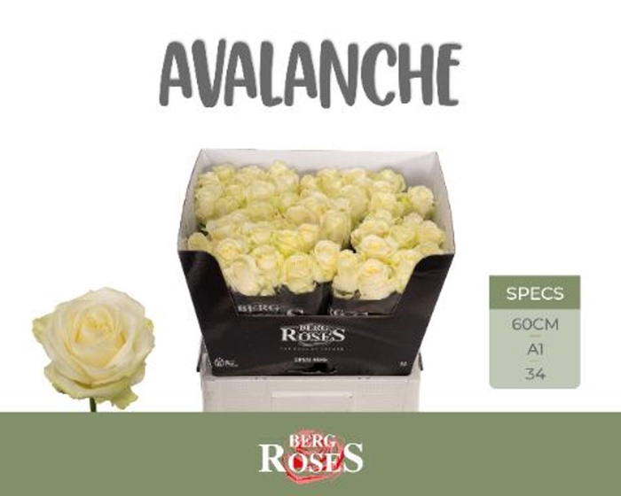 <h4>ROSA GR 'AVALANCHE'</h4>