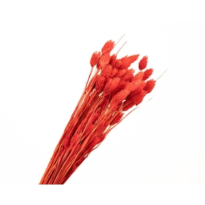 Phalaris Red
