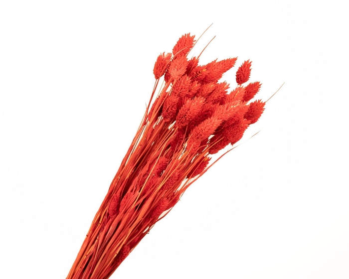 <h4>Phalaris Red</h4>