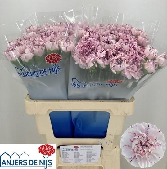 <h4>DI ST YUKARI</h4>