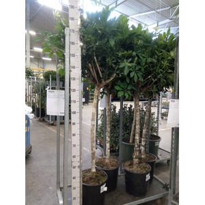 Schefflera arbor. 'Compacta'