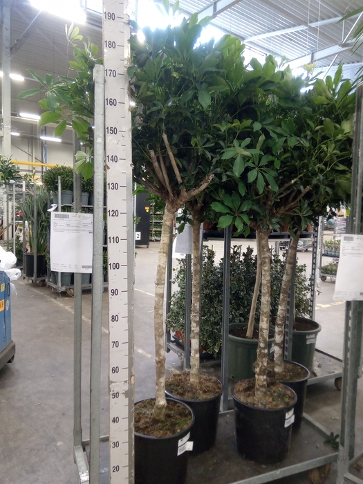 <h4>Schefflera arbor. 'Compacta'</h4>