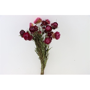 Dried Helichrysum Dark Pink Bunch