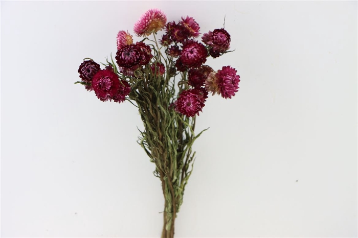 Dried Helichrysum Dark Pink Bunch