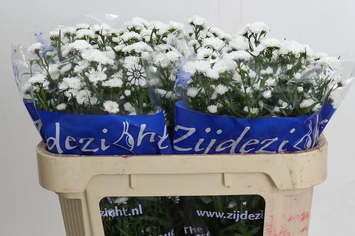 Aster Cassy