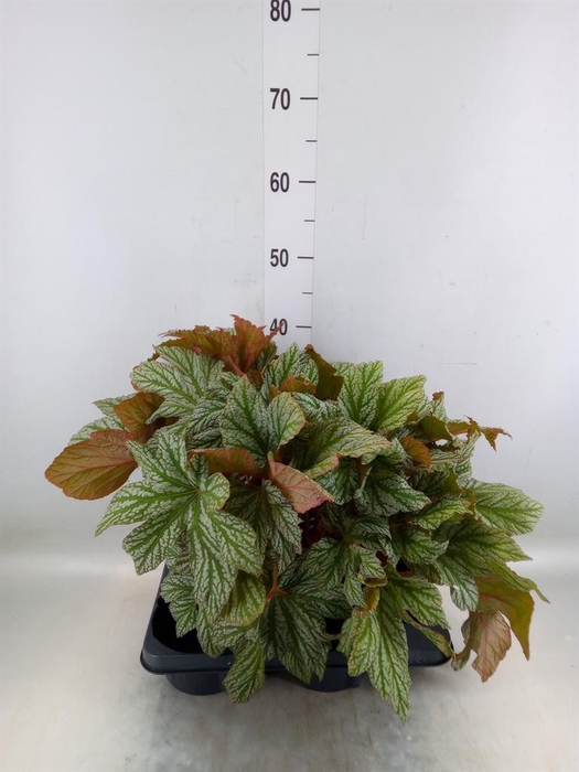 <h4>Begonia BD   ...</h4>