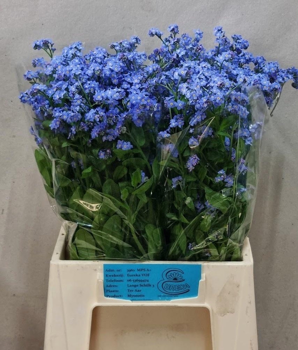 <h4>MYOS AL BLUE MEMORY</h4>