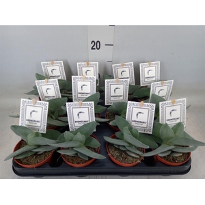 Crassula  'Boomerang'