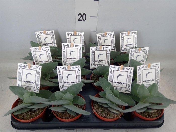 <h4>Crassula 'Boomerang'</h4>