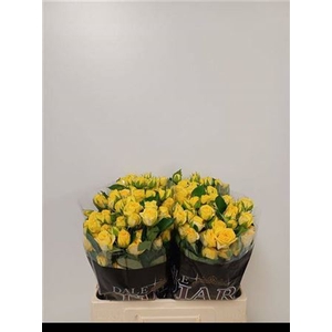 R Tr Golden Blossoms