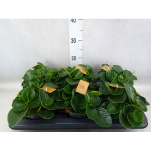 Peperomia obt. 'Red Canyon'