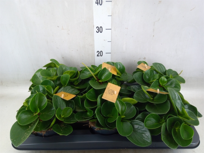 <h4>Peperomia obt. 'Red Canyon'</h4>