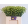 Alchemilla M Robustica