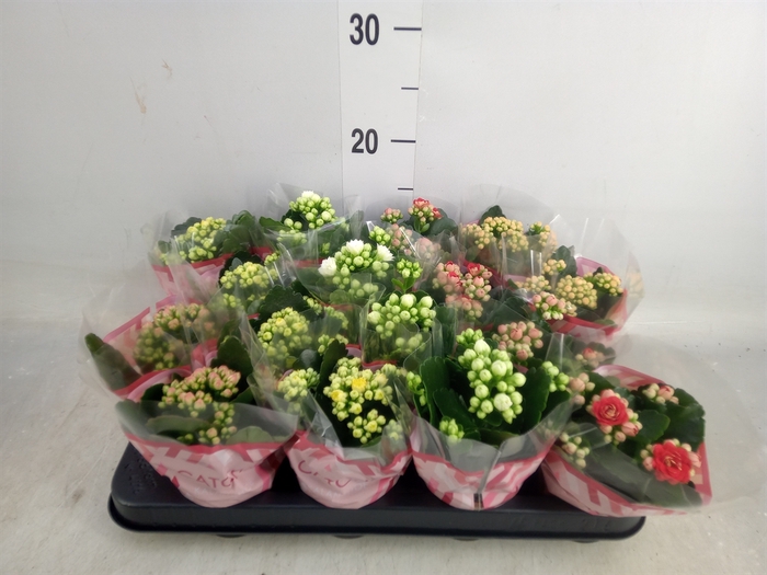 <h4>Kalanchoe blos.   ..rosebud mix  5</h4>