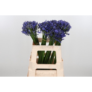 Agapanthus Intermedia