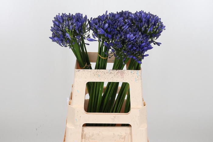 <h4>Agapanthus Intermedia</h4>