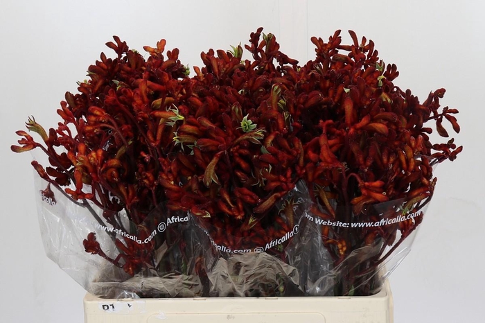 Kangaroo Paw Early Spring