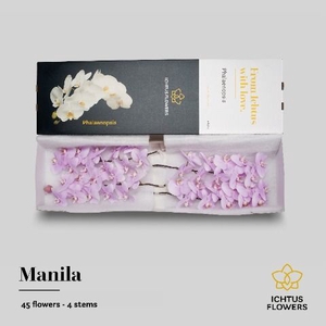 Phalaenopsis Manila