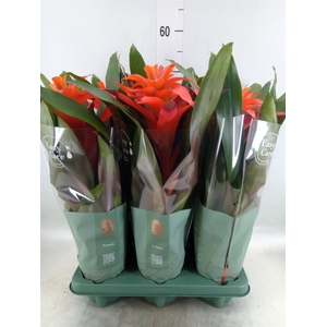 Guzmania  'Fiero Orange'