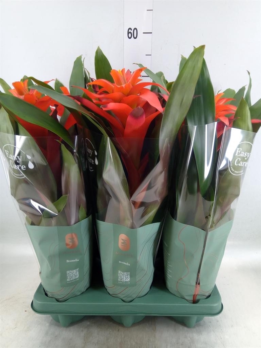 <h4>Guzmania  'Fiero Orange'</h4>