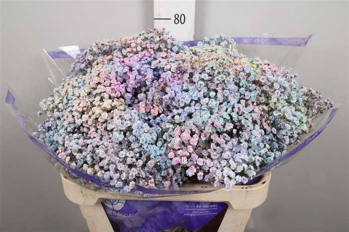 <h4>Gyps Rainbow Pastel Mixed In Stem (box)</h4>