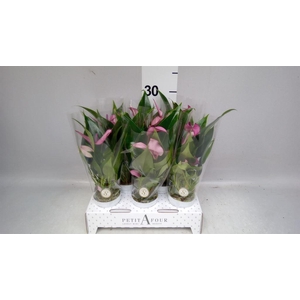 Anthurium  'Zizou'