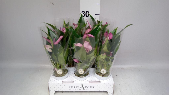 <h4>Anthurium  'Zizou'</h4>