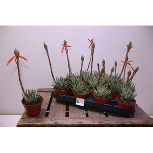 arr8 Aloe Humilis Bloeiend