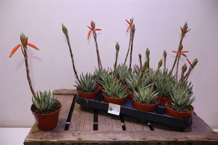 <h4>arr8 Aloe Humilis Bloeiend</h4>