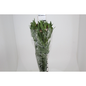 ALSTROEMERIA POMPEII 080 CM