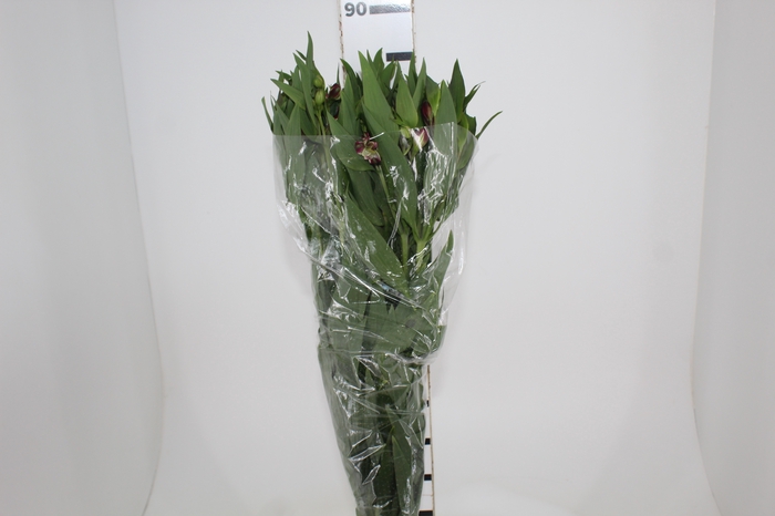 <h4>ALSTROEMERIA POMPEII 080 CM</h4>