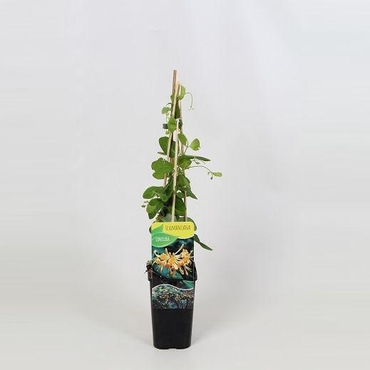 <h4>Lonicera Tellmanniana</h4>