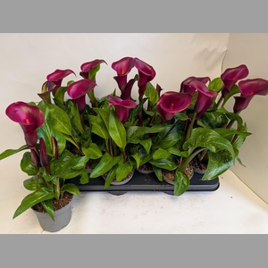 ZANT ROYAL VALENTINE