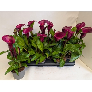 ZANT ROYAL VALENTINE