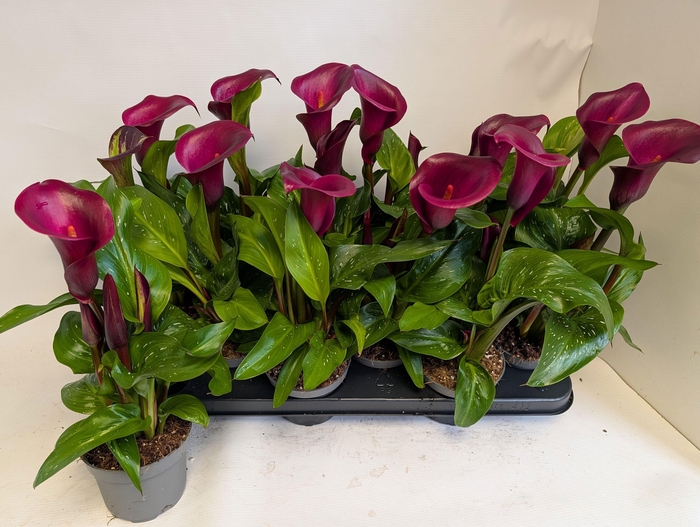 <h4>ZANT ROYAL VALENTINE</h4>