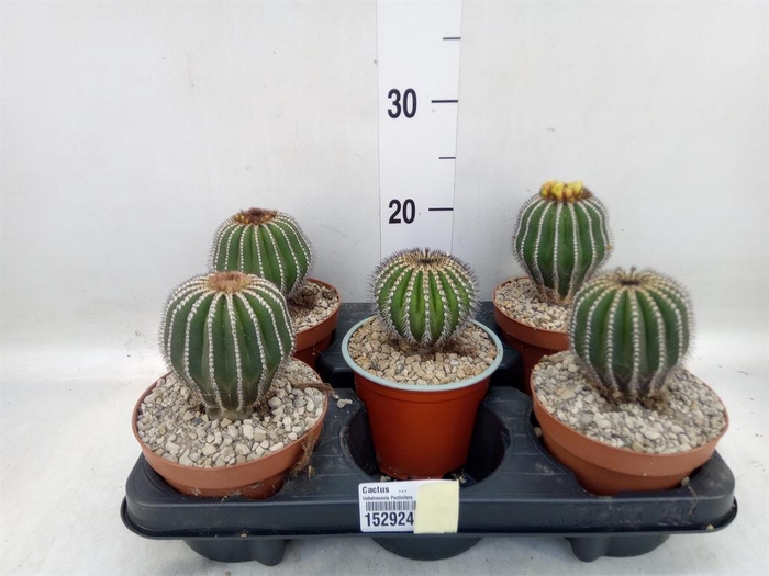 <h4>Cactus   ...</h4>