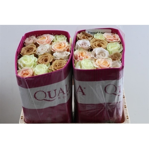 R Gr Rainbow Eternal Love