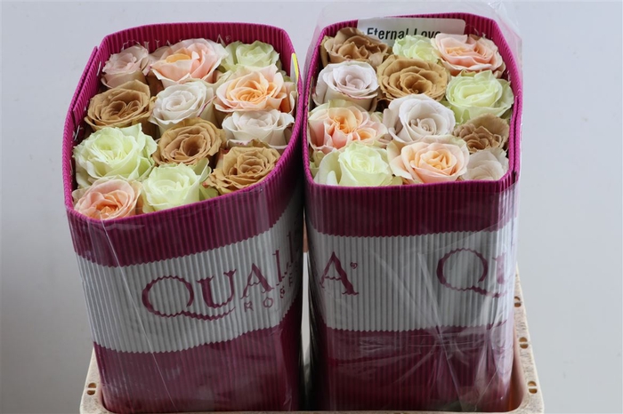 <h4>R Gr Rainbow Eternal Love</h4>