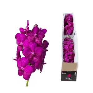 Vanda  'Tayanee Cerise'