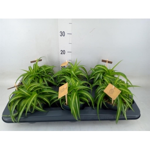 Chlorophytum com. 'Bonnie'