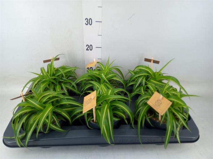 <h4>Chlorophytum com. 'Bonnie'</h4>