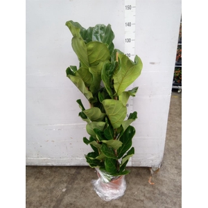 Ficus lyrata