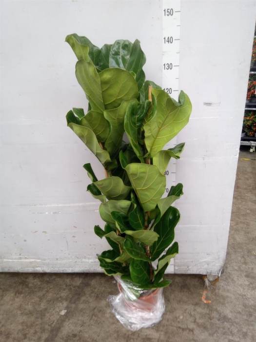 <h4>Ficus lyrata</h4>
