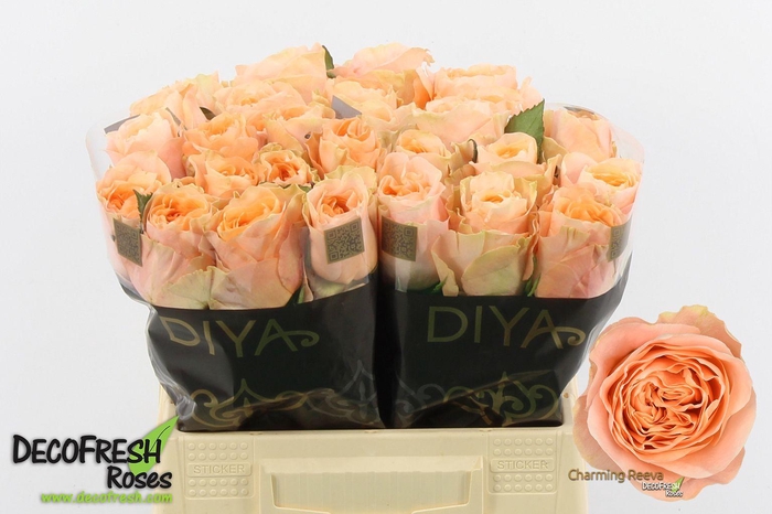 <h4>R Gr Charming Reeva</h4>