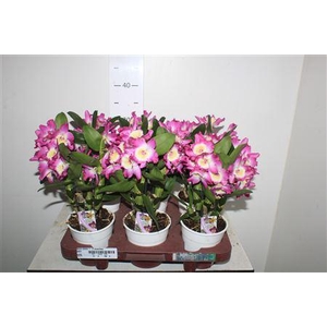 Dend Nobile 1-2 Branches