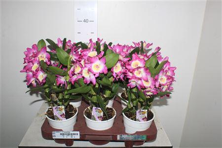 <h4>Dend Nobile 1-2 Branches</h4>