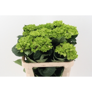 Hydr M Jungle Green