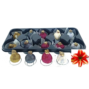 BLOEMBOL HIPPEASTRUM