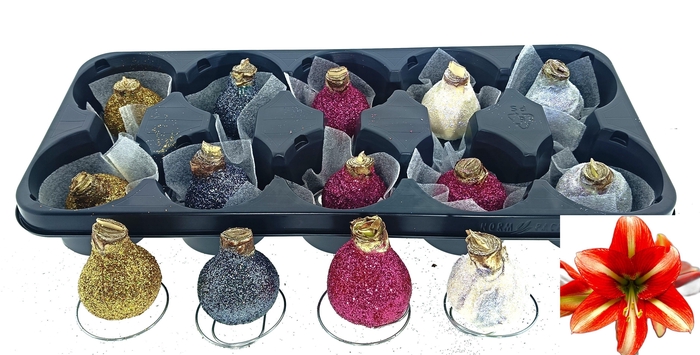 <h4>BLOEMBOL HIPPEASTRUM</h4>